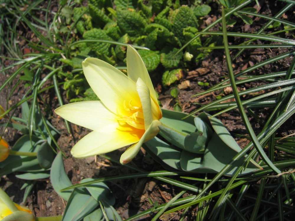 Tulipa kaufmanniana (Kaufmanns Tulpe)